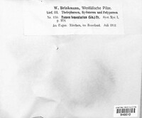 Fomes fomentarius image